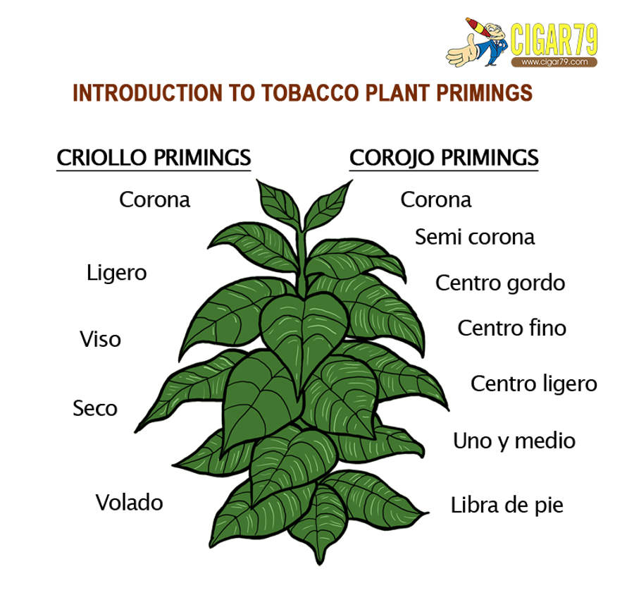 Nhận biết độ nặng nhẹ của điếu Cigar qua màu lá 1